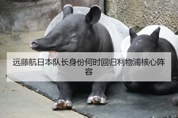 远藤航日本队长身份何时回归利物浦核心阵容